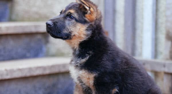 Chiot ayant une maladie de croissance