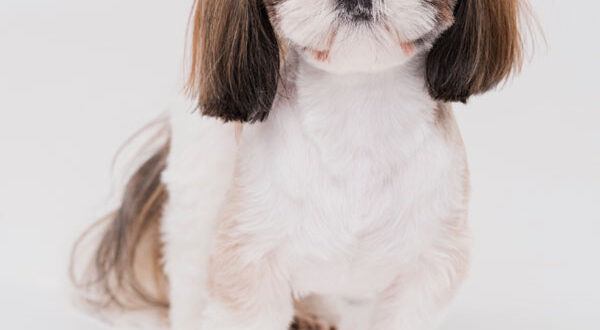 Origine du Shih Tzu