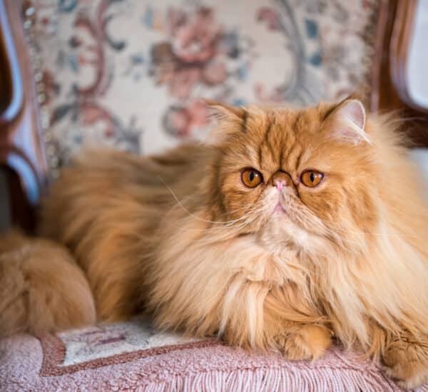 Chat de race persan qui à le nez écrasé