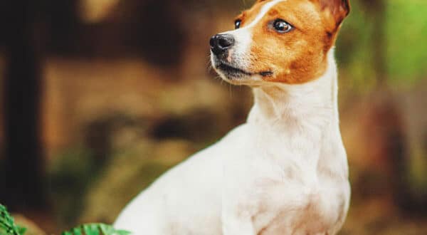 Souscrire assurance Jack Russell