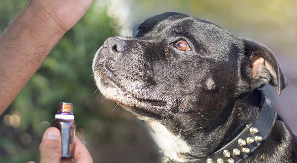 Souscrire assurance Staffordshire Bull Terrier