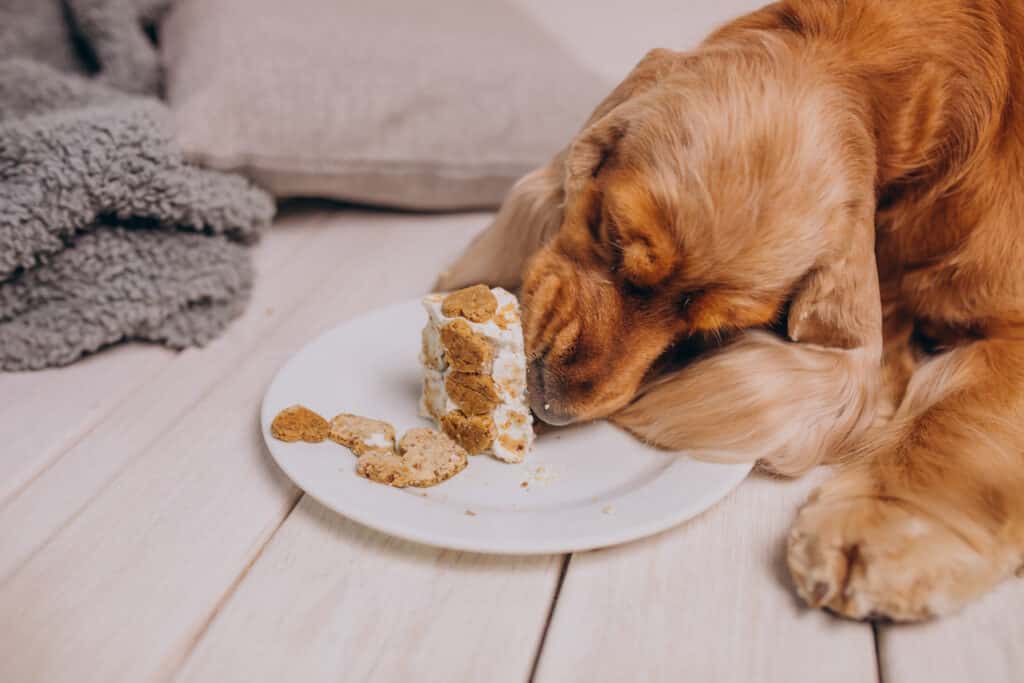 Chien qui mange son gâteau d'anniversaire