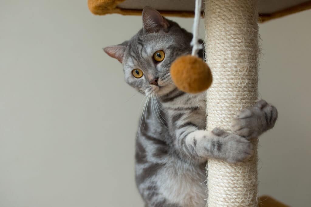 Chat qui joue sur son arbre à chat