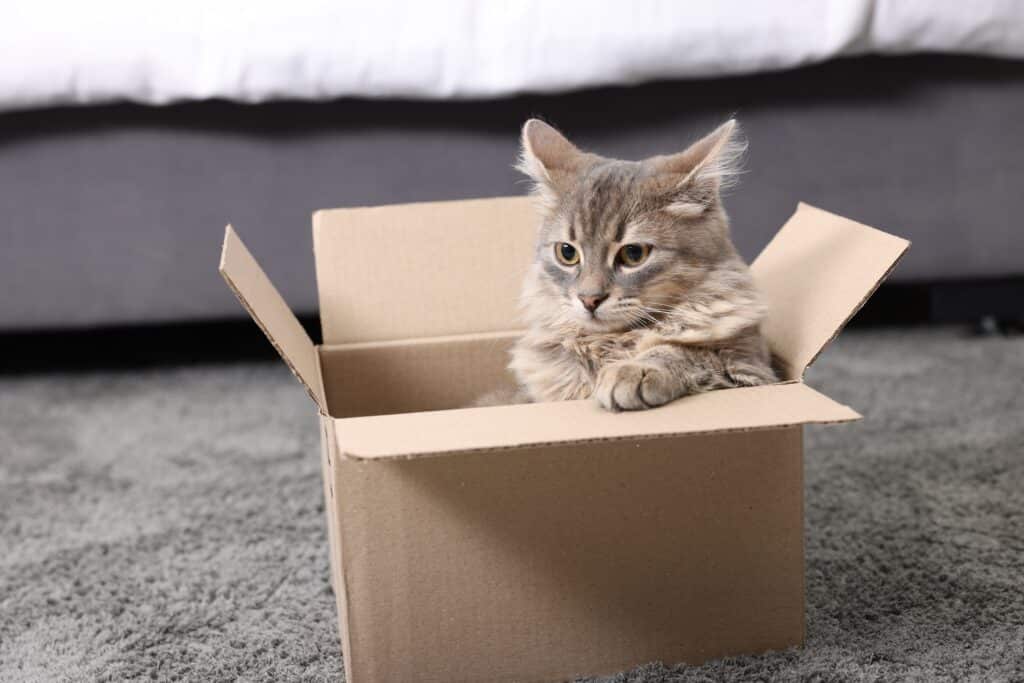 Chat dans un carton de déménagement