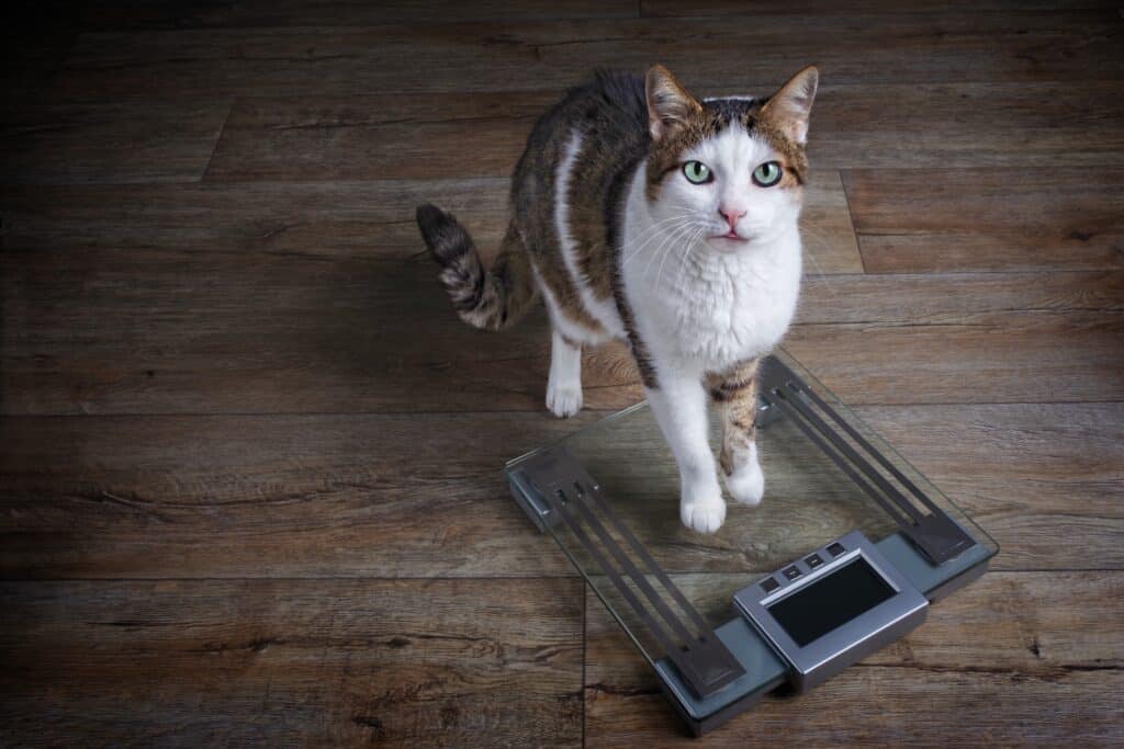 Chat qui se pèse sur une balance