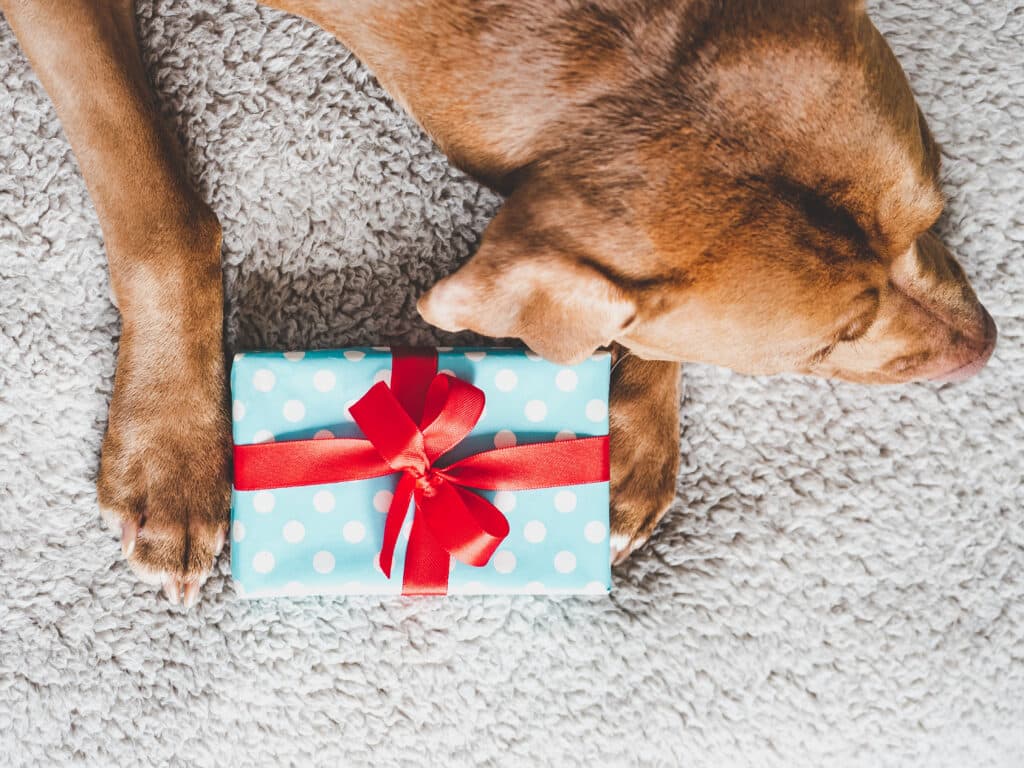 Cadeau anniversaire chien