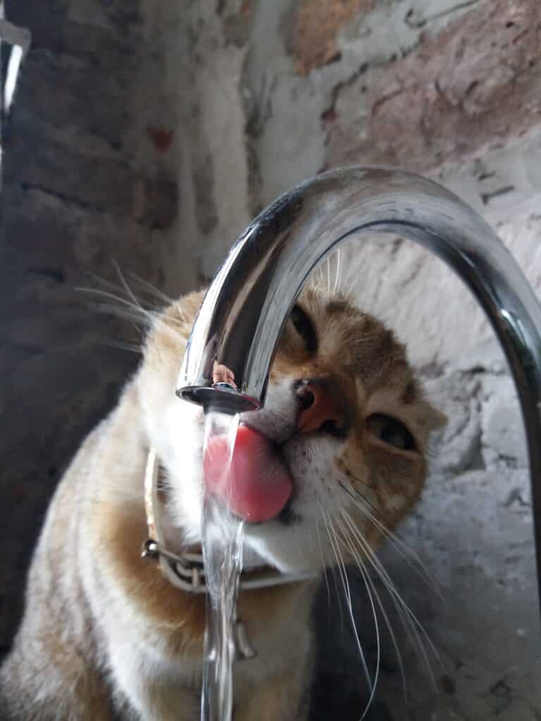 Chat assoiffé qui bois au robinet de cuisine