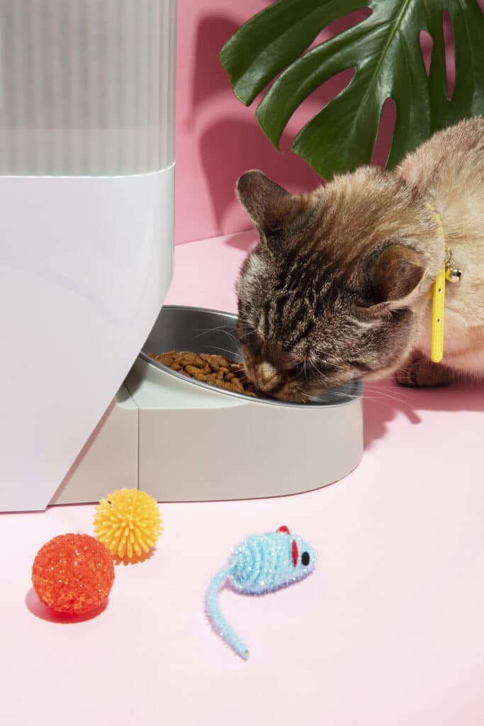 Chaton qui mange des friandises depuis un distributeur automatique de croquettes