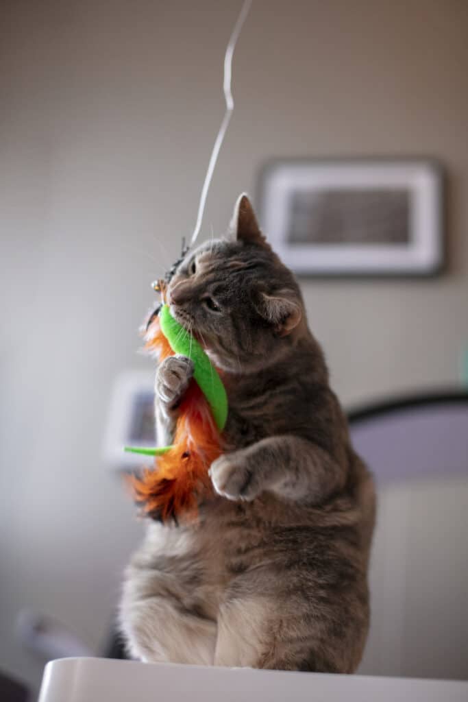 Jouet pour chaton canne avec un plumeau