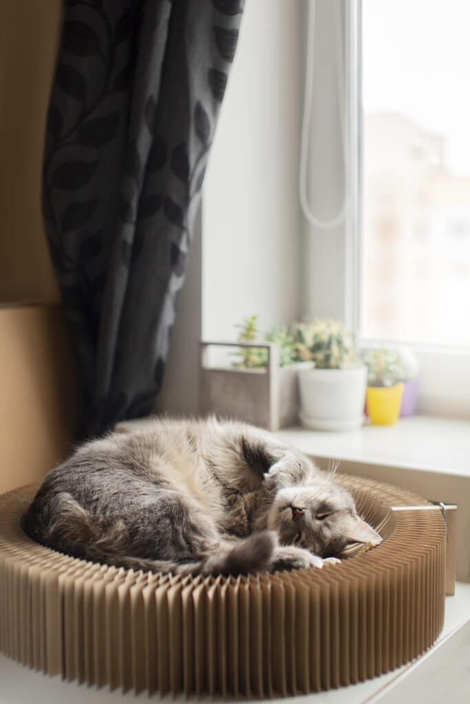 Chat d'intérieur allongé dans son panier griffoir