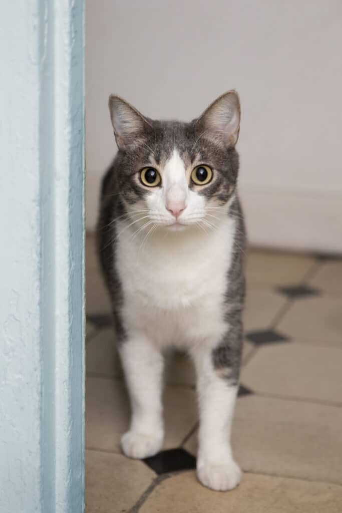 Chat européen qui à perdu du poids