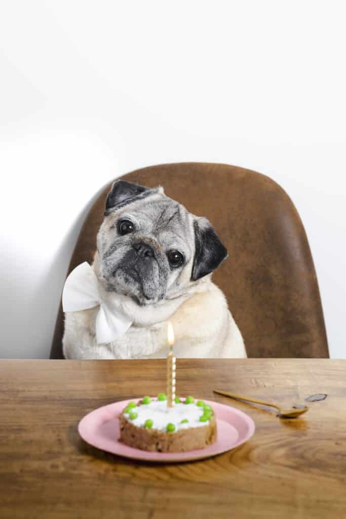 Carlin sur une chaise avec son gâteau d'anniversaire