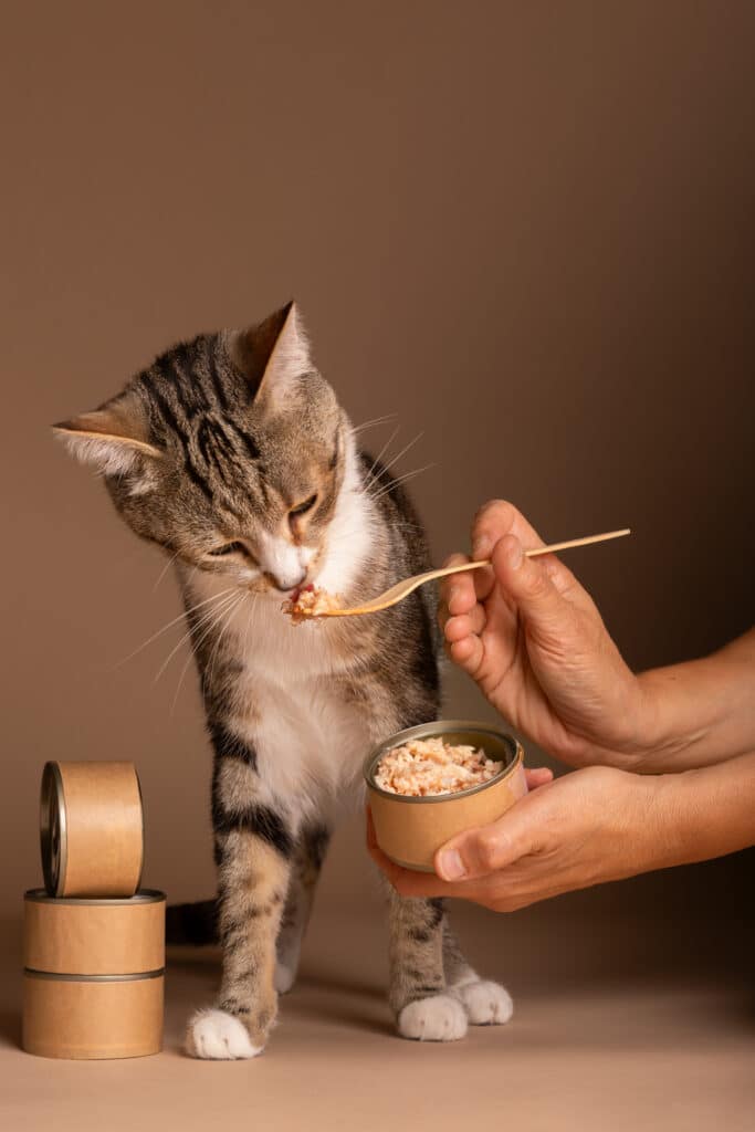 Chaton qui mange du thon en boite