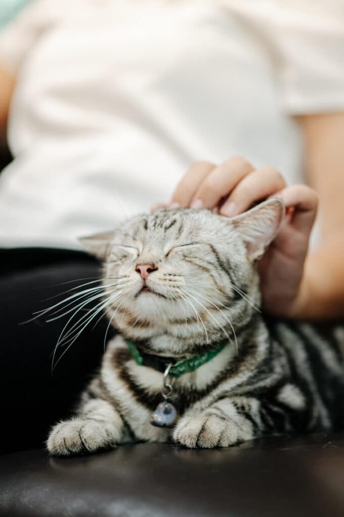 Chaton qui se fait caresser la tête