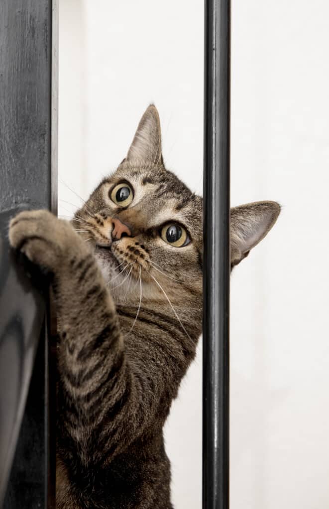 Chat hyperactif qui demande à jouer