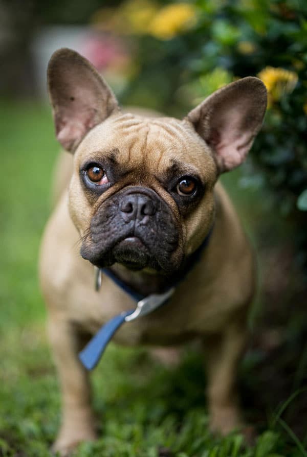 Chien Bouledogue Français avec une colite