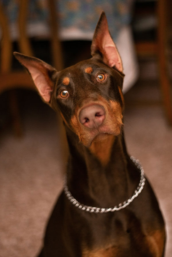 Comportement du Dobermann