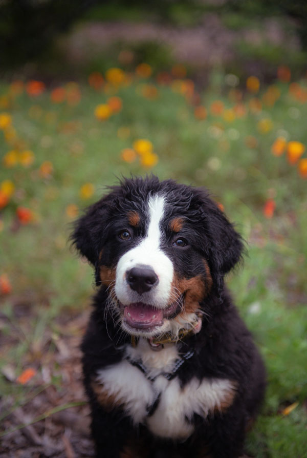 Education du chiot Bouvier Bernois