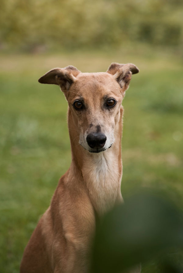 Education du chiot Whippet