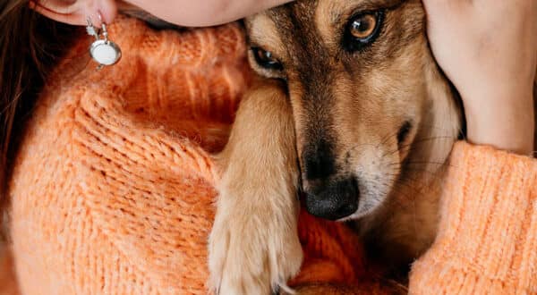 Chien ayant une laryngite
