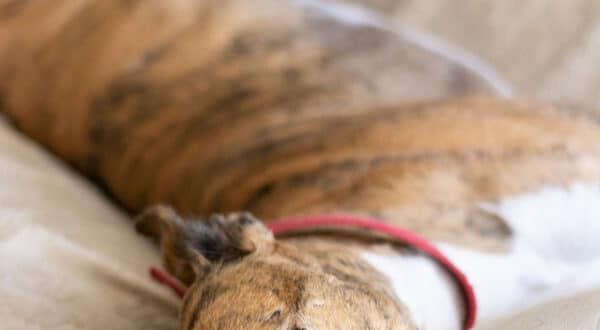 Chien avec un lipome
