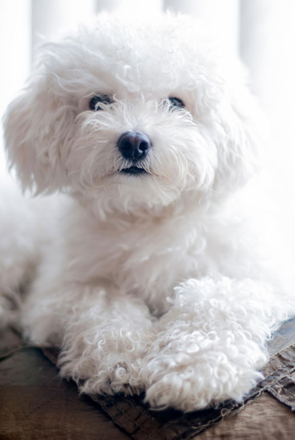 Maladies du Bichon Maltais
