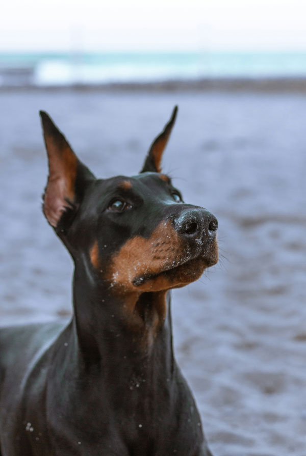 Maladies du Dobermann