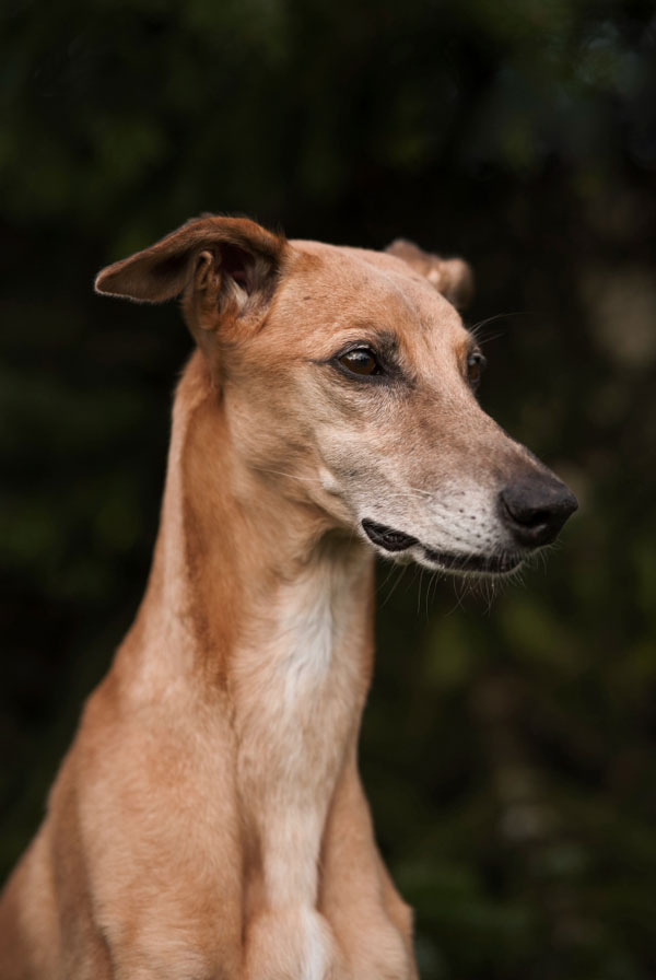 Maladies du Whippet