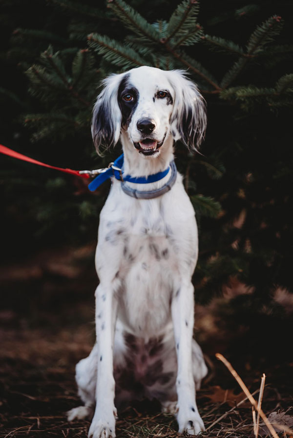 Origine du Setter Anglais