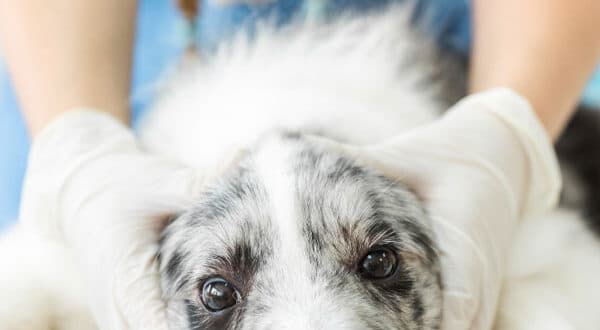 Chien chez le vétérinaire pour un saignement de nez