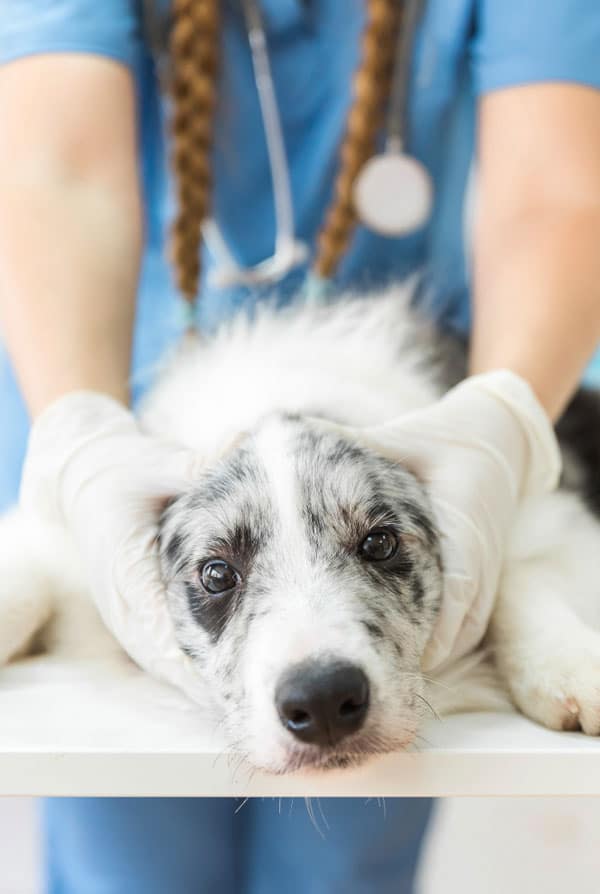 Chien chez le vétérinaire pour un saignement de nez