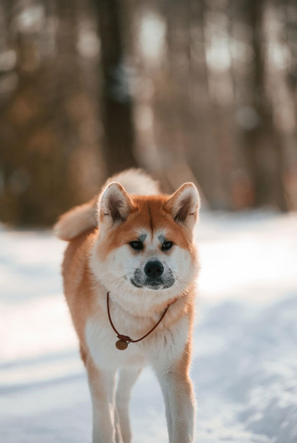 Santé de l'Akita Inu