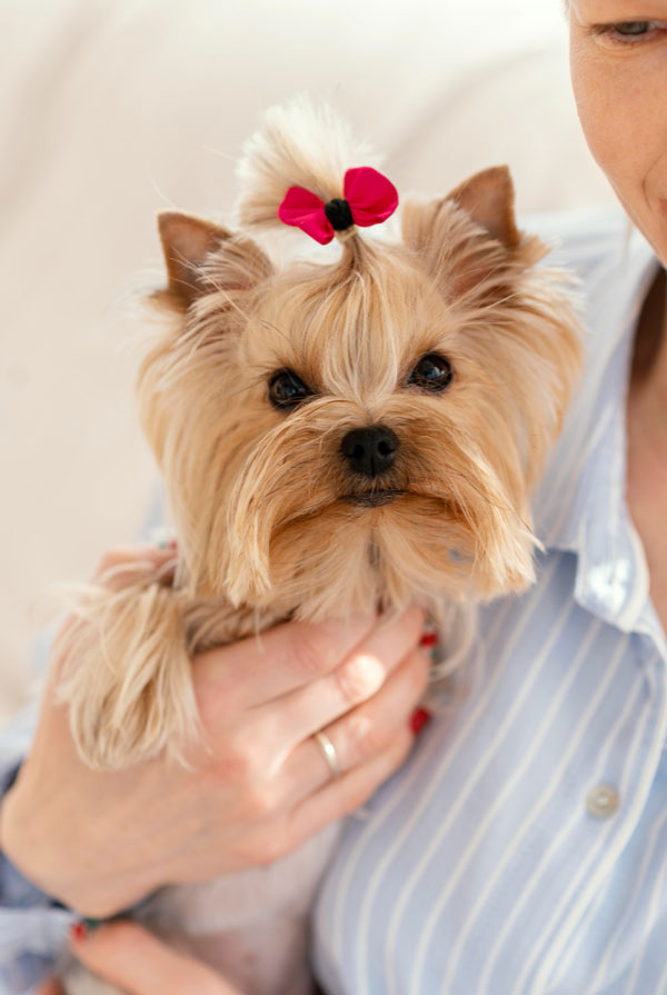 Santé du Yorkshire Terrier