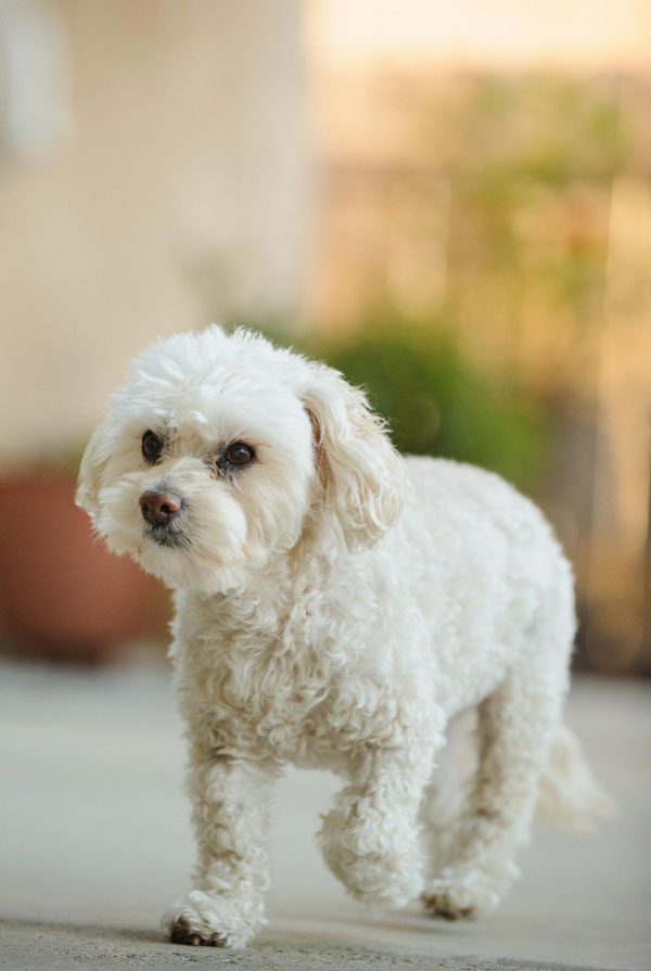 Souscrire assurance Bichon Maltais