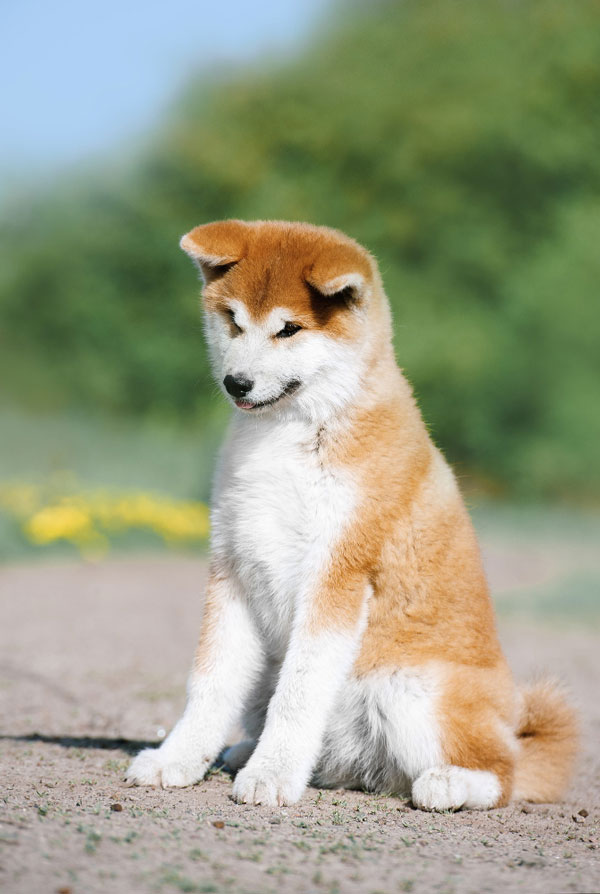 Accueillir un chiot Akita Inu