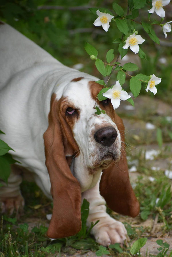 Accueillir un chiot Basset Hound