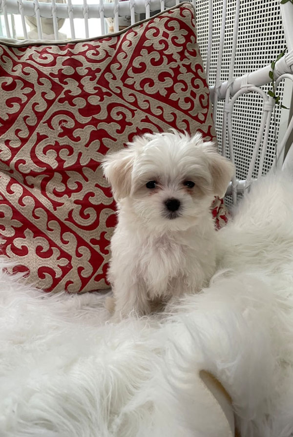 Accueillir un chiot Bichon Maltais