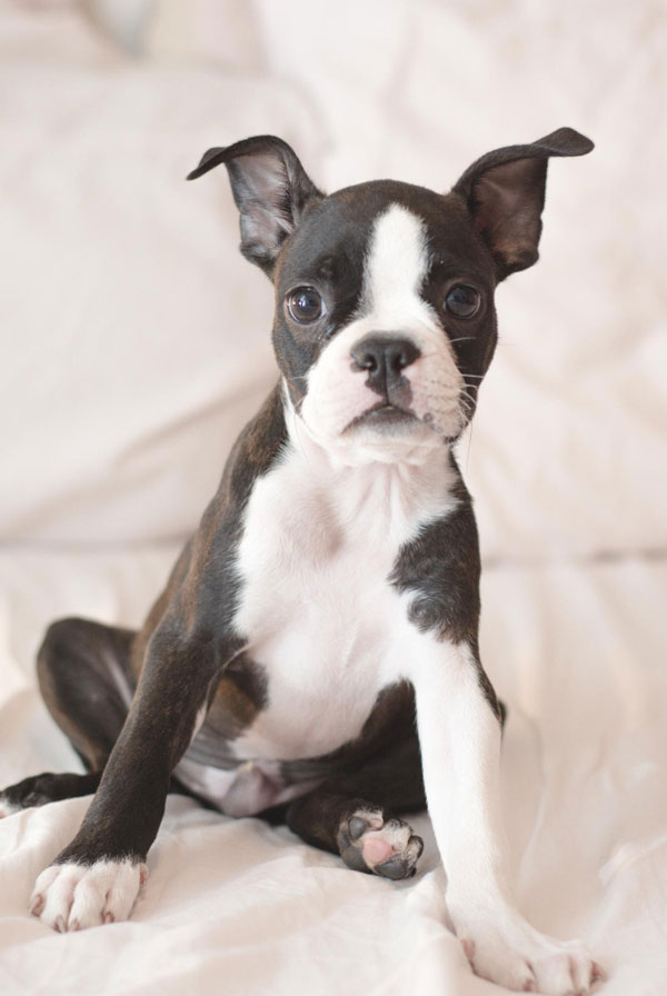 Accueillir un chiot Boston Terrier