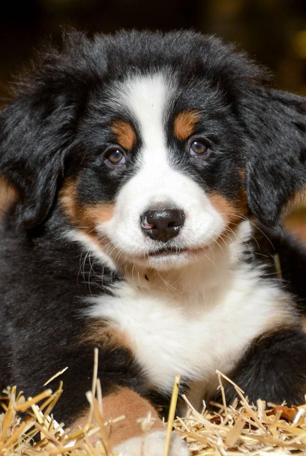 Accueillir un chiot Bouvier Bernois