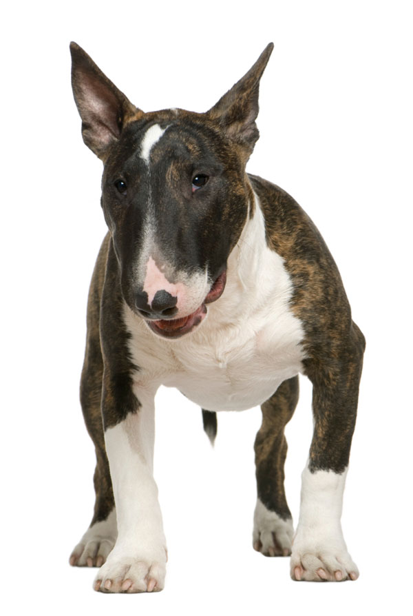 Accueillir un chiot Bull Terrier
