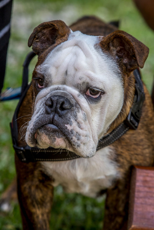 Accueillir un chiot Bulldog Anglais
