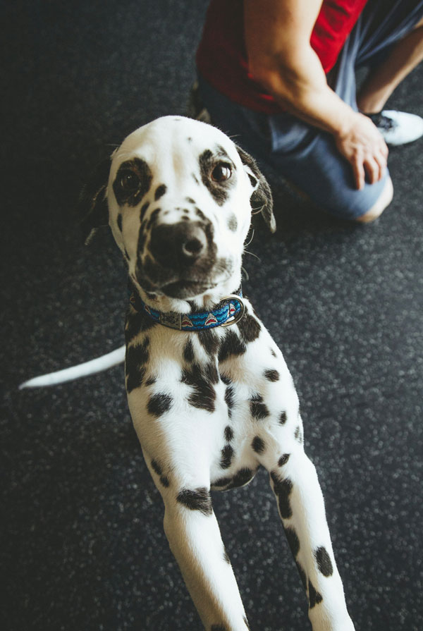 Accueillir un chiot Dalmatien