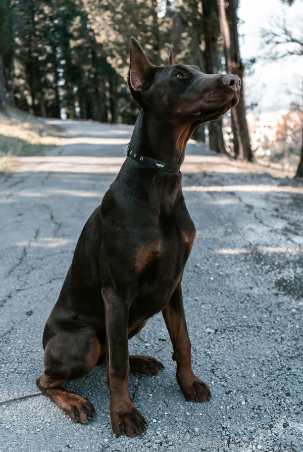 Accueillir un chiot Dobermann
