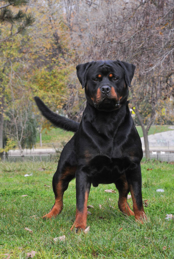 Accueillir un chiot Rottweiler