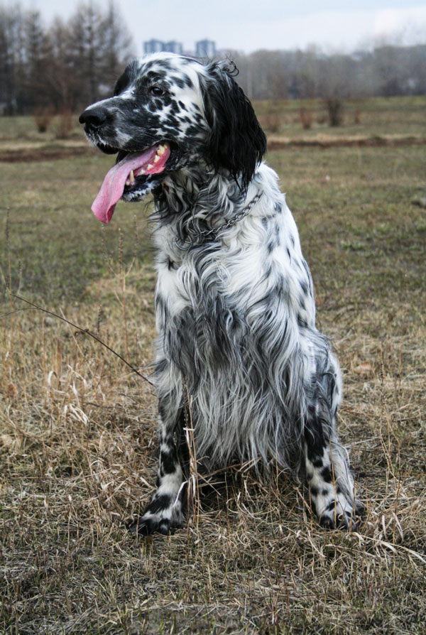 Accueillir un chiot Setter Anglais
