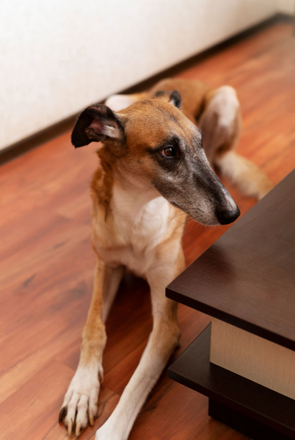 Accueillir un chiot Whippet