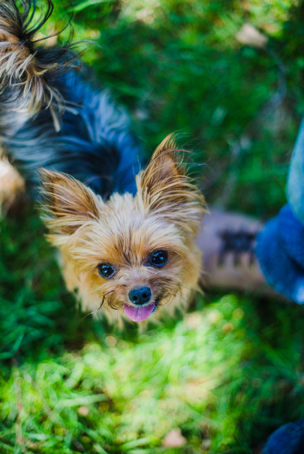Accueillir un chiot Yorkshire Terrier