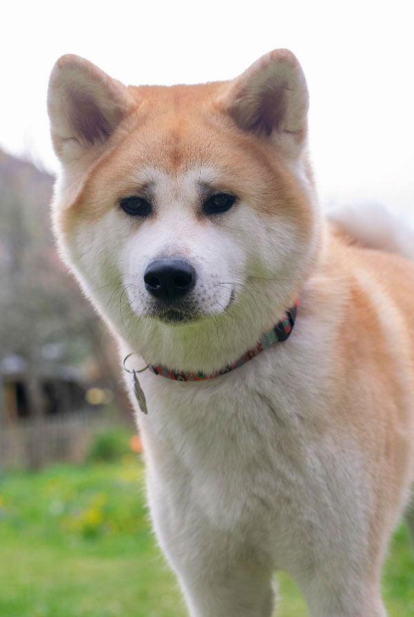 Activités physiques chiot Akita Inu