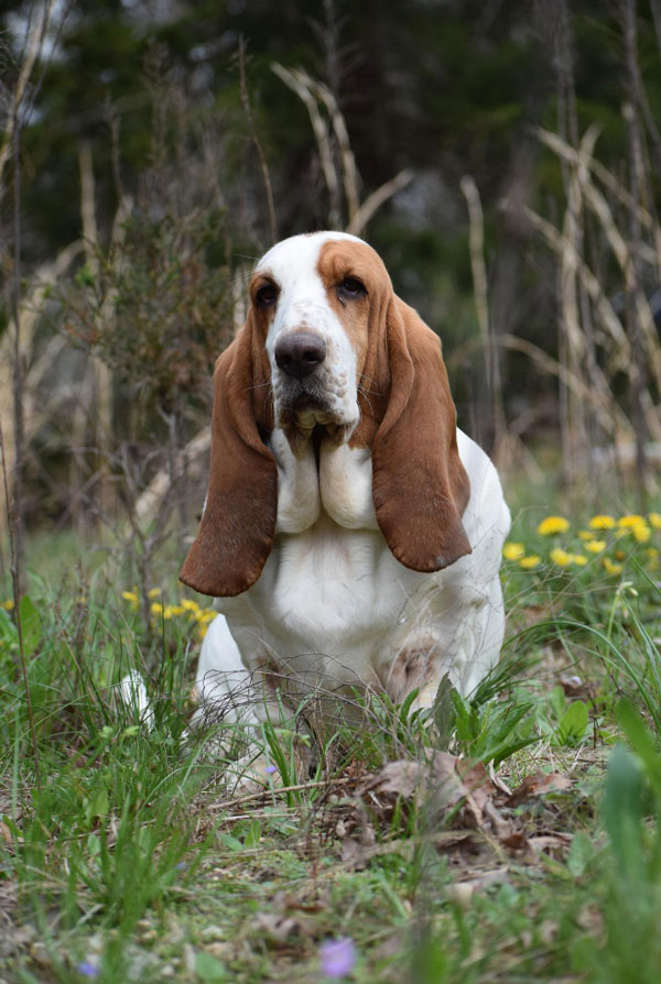 Activités physiques chiot Basset Hound