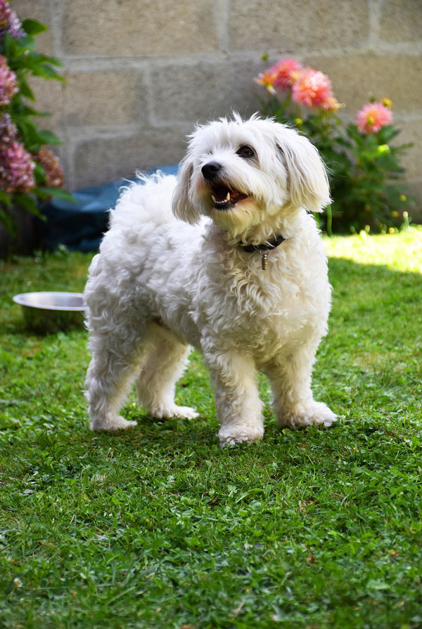 Activités physiques chiot Bichon Maltais